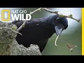 Tool-Making Crows Are Even Smarter Than We Thought | Nat Geo Wild