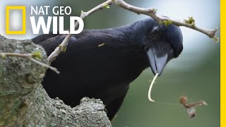 Tool-Making Crows Are Even Smarter Than We Thought | Nat Geo Wild