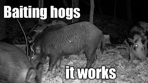The best way to bait Wild hogs