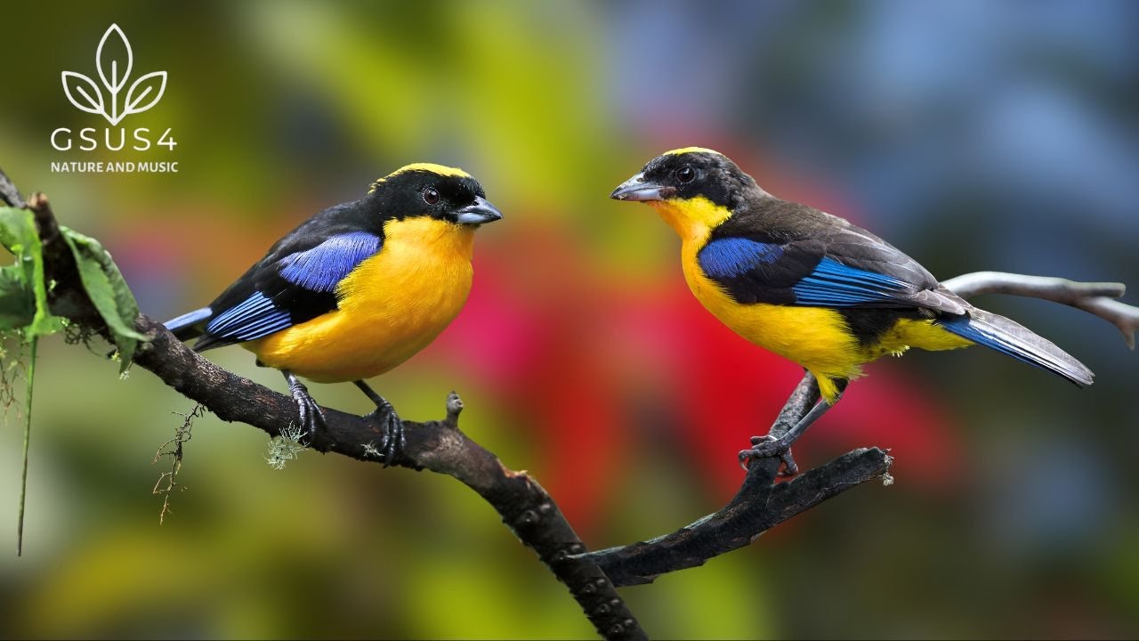 Gentle Bird Sounds | Nature Ambience for Stress Relief for Peaceful Sleep - Nature Ambience