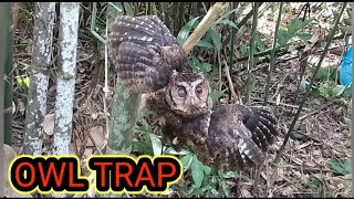 Teknik Perangkap Burung Hantu yang Mudah dan Cepat - Perangkap Burung Terbaik di Hutan.