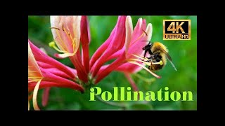 Pollination 4K