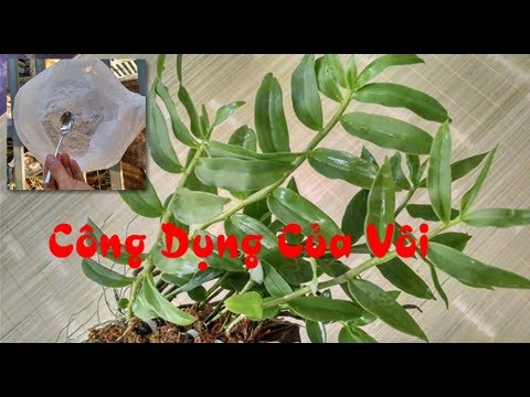 Công dụng và cách sử dụng vôi cho vườn lan