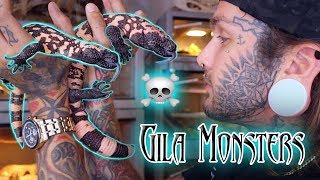 VENOMOUS Pet Lizards!! Meet my Gila Monsters