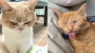 Funniest Cats | Don't try to hold back Laughter | Cutest Lands Part 61 by Cutest Lands 1,328 views 1 year ago 4 minutes, 40 seconds