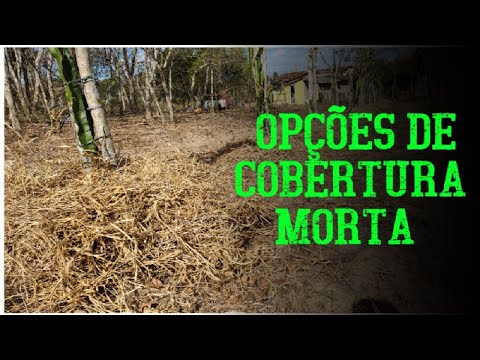 Vídeo: Problemas com cobertura morta no jardim - problemas comuns associados à cobertura morta