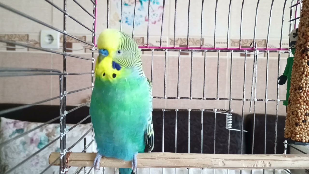 Kuşun Seni Daha Çok Sevsin! 💚 2 Saatlik Bağ Kurma ve Mutluluk Sesi 🕊️ Muhabbet kuşu sesi
