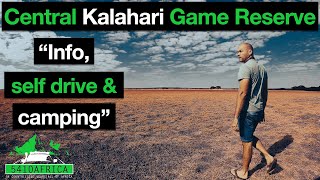 All the INFO you'll NEED for the Central Kalahari Game Reserve | Botswana