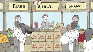 When Wheat Won&#39;t Win, an innovation fable