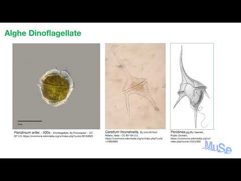 Video: Quale parte del microscopio hai usato per spostare il campione?