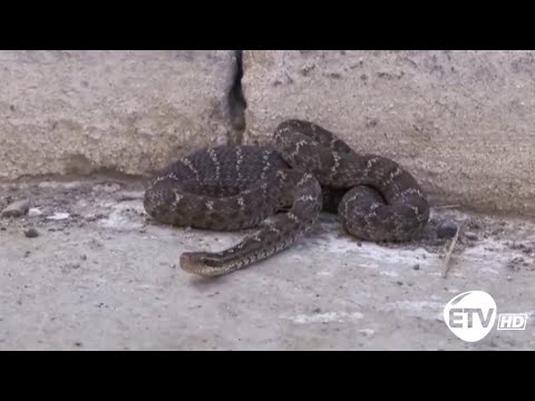 Видео: Голт могой хэзээ нийлдэг вэ?