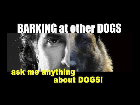 वीडियो: एक डॉग ट्रेनर से पूछें: मेरा कुत्ता दूसरे कुत्तों पर क्यों भौंकता है?