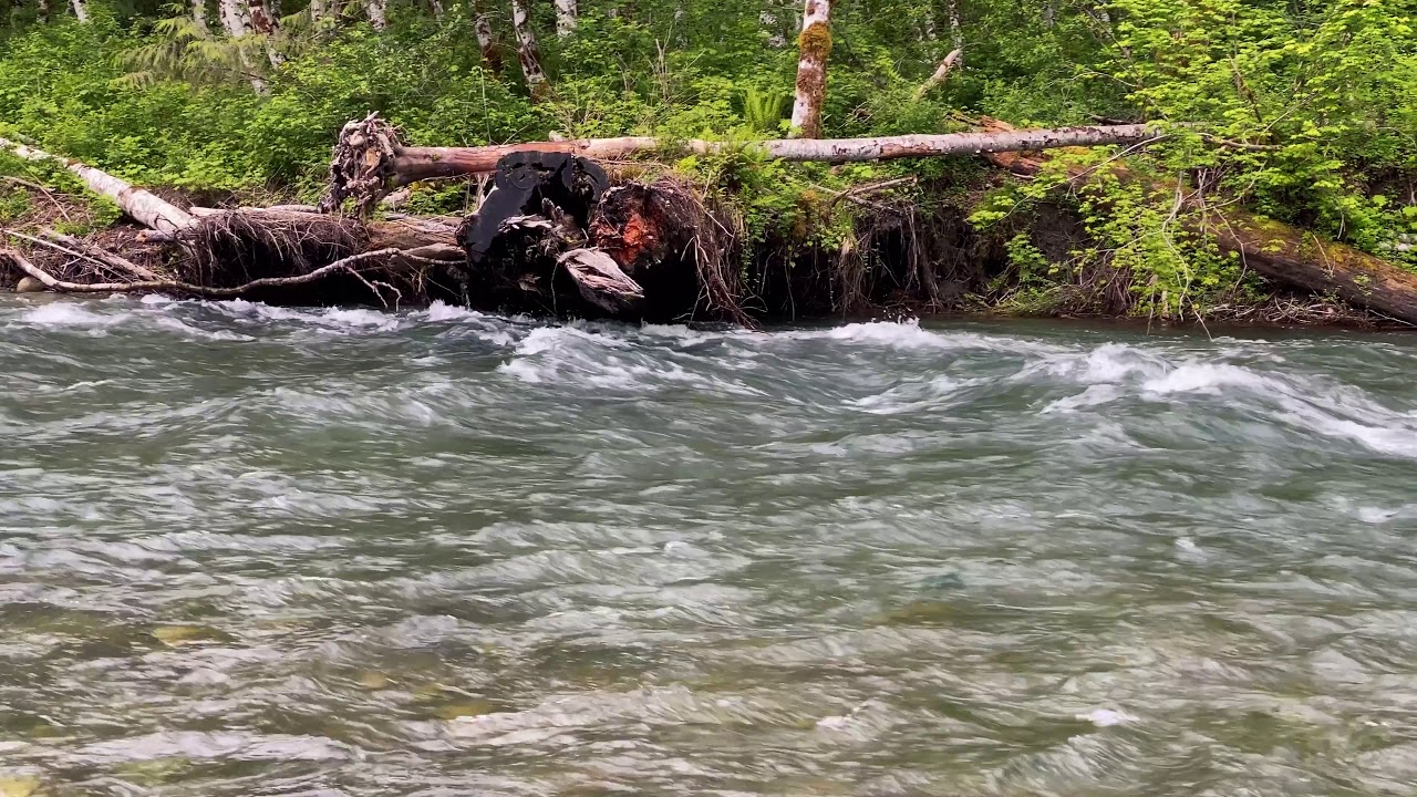 Recording Rushing River Sounds along Beaver Lake Trail, Darrington, WA