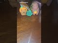 Capybara fan Collection carpincho capybara coleccion #Capybara #Caoybarastuff #Carpincho