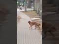I'm supposed to guard the inside, but #Dogs are especially similar to people and especially to men