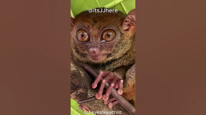 Tarsier: The World's Smallest Primate with Giant Eyes  #tarsier #primate #eyes