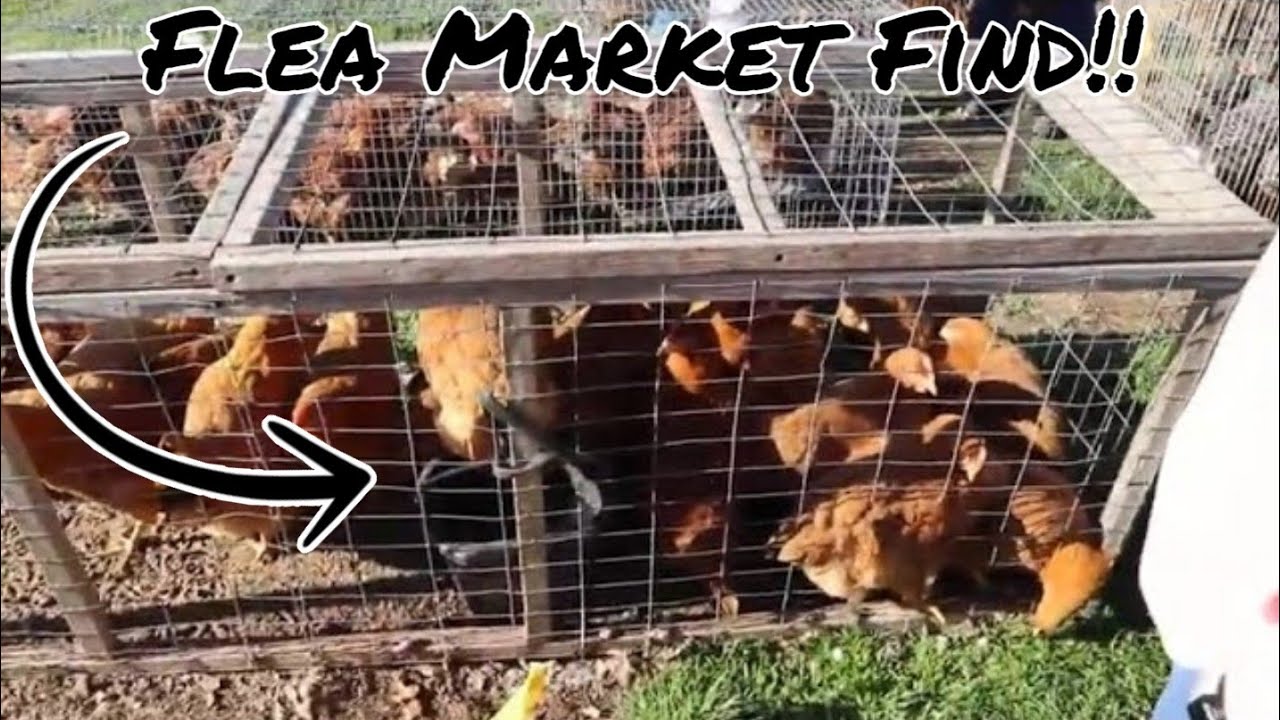 Buying Chickens At The Flea Market YouTube Buying Chickens At The Flea Market YouTube