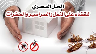 الحل السحري للقضاء على النمل والصراصير والحشرات بخمسه جنيه