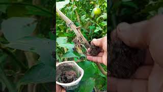 Airlayering growing lemon  tree, plant is ready