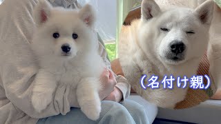 子犬の名前が決まりました。