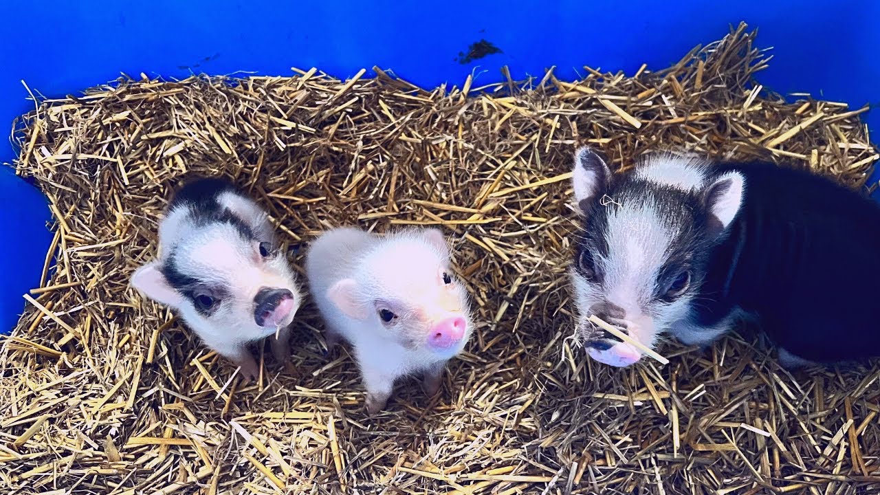 Домашняя мини-свинка РОДИЛА!!