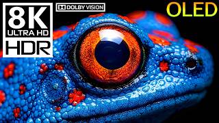 OLED BLACK LEVEL TEST: Wild Animal Wonders 8K HDR 120FPS