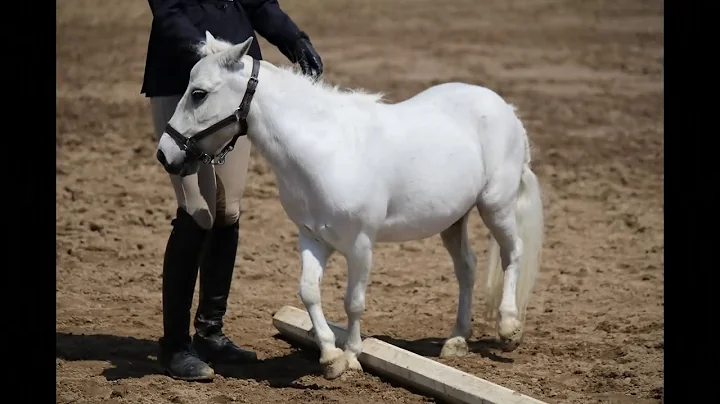 2017 4H Miniature Horse Show Team