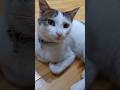 Xoşbəxtliyə davam 🤲🐾Abunə ol❤️ Dorin və dostlarını izlə 😻👈#cat #catshorts #aztube #cute#Dorinn