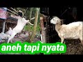 Kisah nyata, kambing berziki7