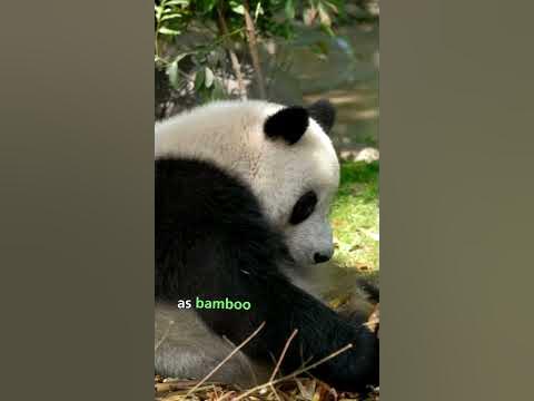 Are Pandas Dumb? - YouTube