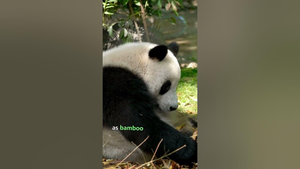 Are Pandas Dumb? - YouTube