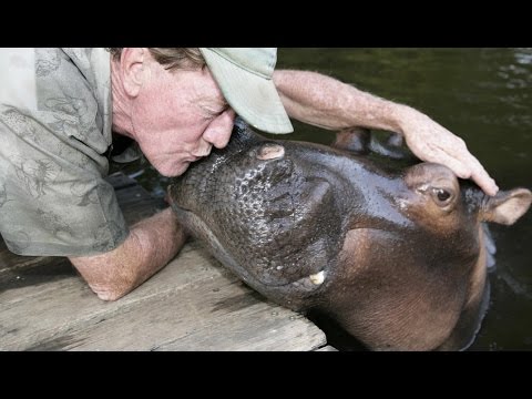 Ils vivent avec un hippopotame - ZAPPING SAUVAGE
