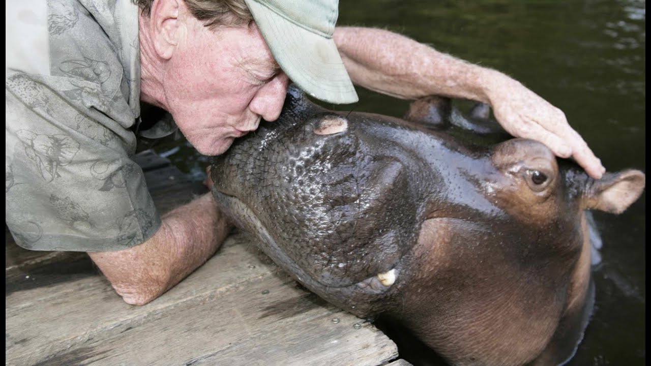 Ils vivent avec un hippopotame - ZAPPING SAUVAGE