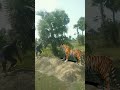 Tiger attack viral youtube chandanpradhan77 viral tiger youtubeshorts share shorts