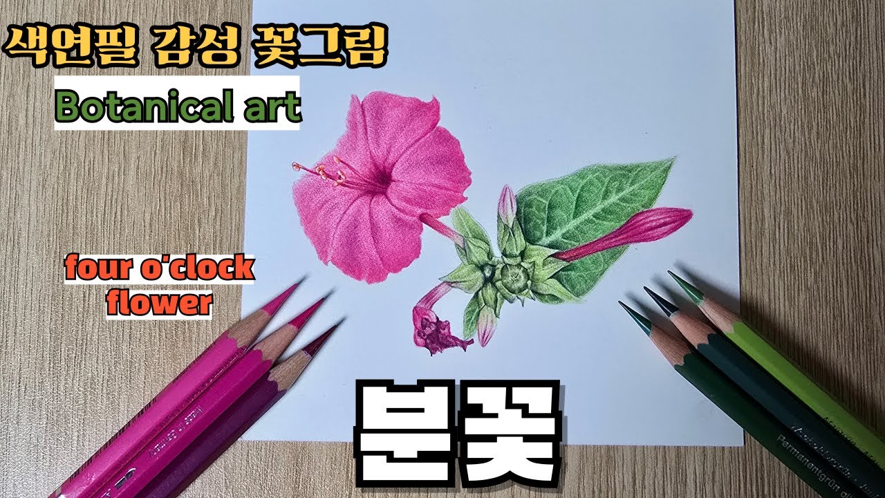 초보자를 위한 색연필로 그리는 분꽃 / 보태니컬 아트 / four o'clock flower drawing with colored pencils for beginners