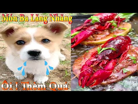 Thú Cưng TV | Dương KC Pets | Bông ham ăn Bí Ngô Cute #49 | chó vui nhộn | funny cute smart dog baby