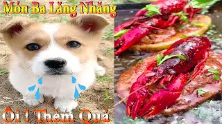 Thú Cưng TV | Dương KC Pets | Bông ham ăn Bí Ngô Cute #49 | chó vui nhộn | funny cute smart dog baby