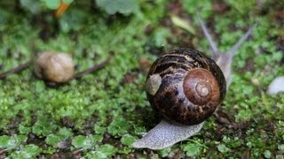GIVING TIME TO TIME (52 MIN DOCUMENTARY)