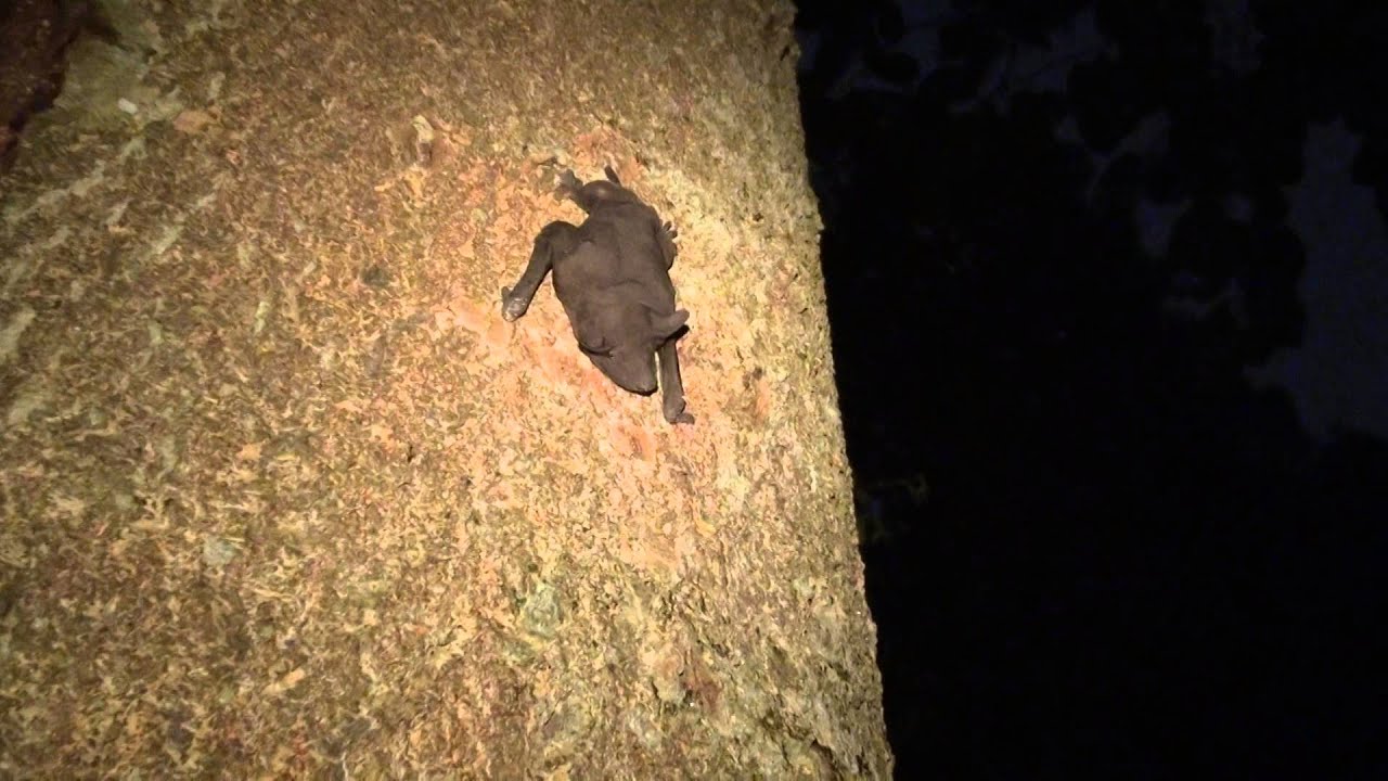 Naked Bulldog Bat (08Apr2014c)