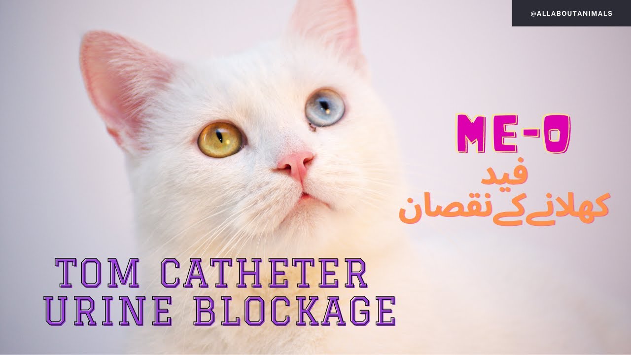 how to place catheter in tom cat Urinary Blockage in cat meo food