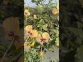hibiscus #gudhal #yellowhibiscus