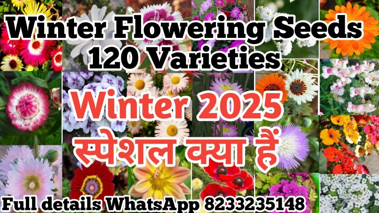 Winter flower seeds | Special Winter flower seeds 2025 | 120 Flower seeds Variety  online India