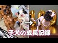 親元を離れた子犬…お迎え初日から生後100日までのかわいい成長過程をまとめてみた【キャバリアキングチャールズスパニエル】