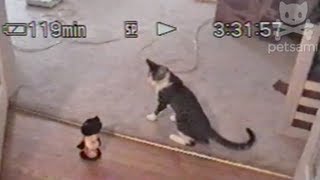 Cat gets jiggy mimicking a toy