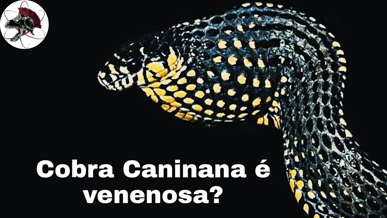 Cobra Caninana é venenosa? a Cobra do bem | Biólogo Henrique o Biólogo das Cobras