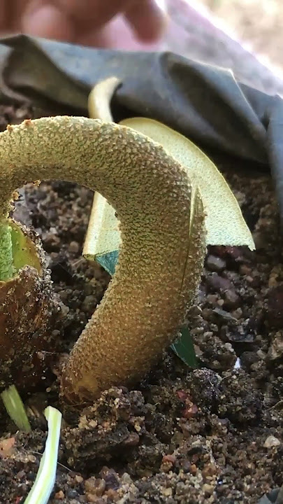Easy Durian Grafting EP353