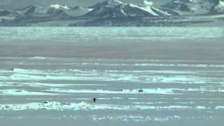 El pingüino alienado (el pingüino nihilista) screenshot 2