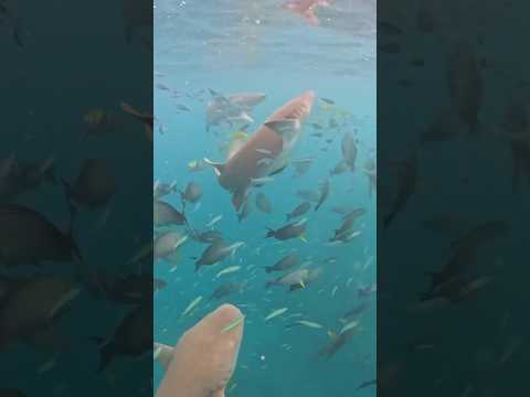 Поплавать с акулами на Мальдивах🦈 Экскурсия стоит 50-80$, с акулами-няньками - это почти безопасно