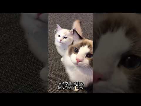 (Eng Sub) 마카롱 훔쳐먹고 혼내니까 말대답하는 고양이 / Cat Talking Back After Stealing Macarons #shorts