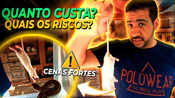 O que dar de comer a uma cobra?